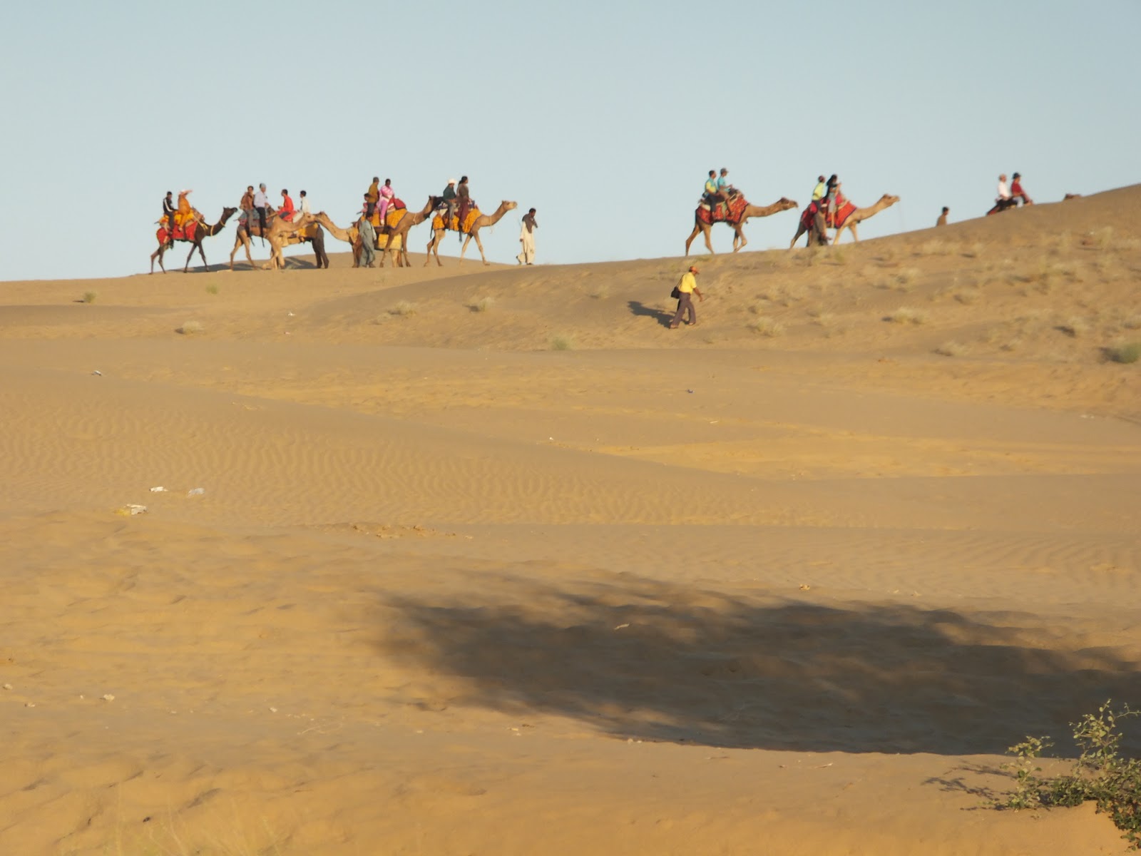 A Camel