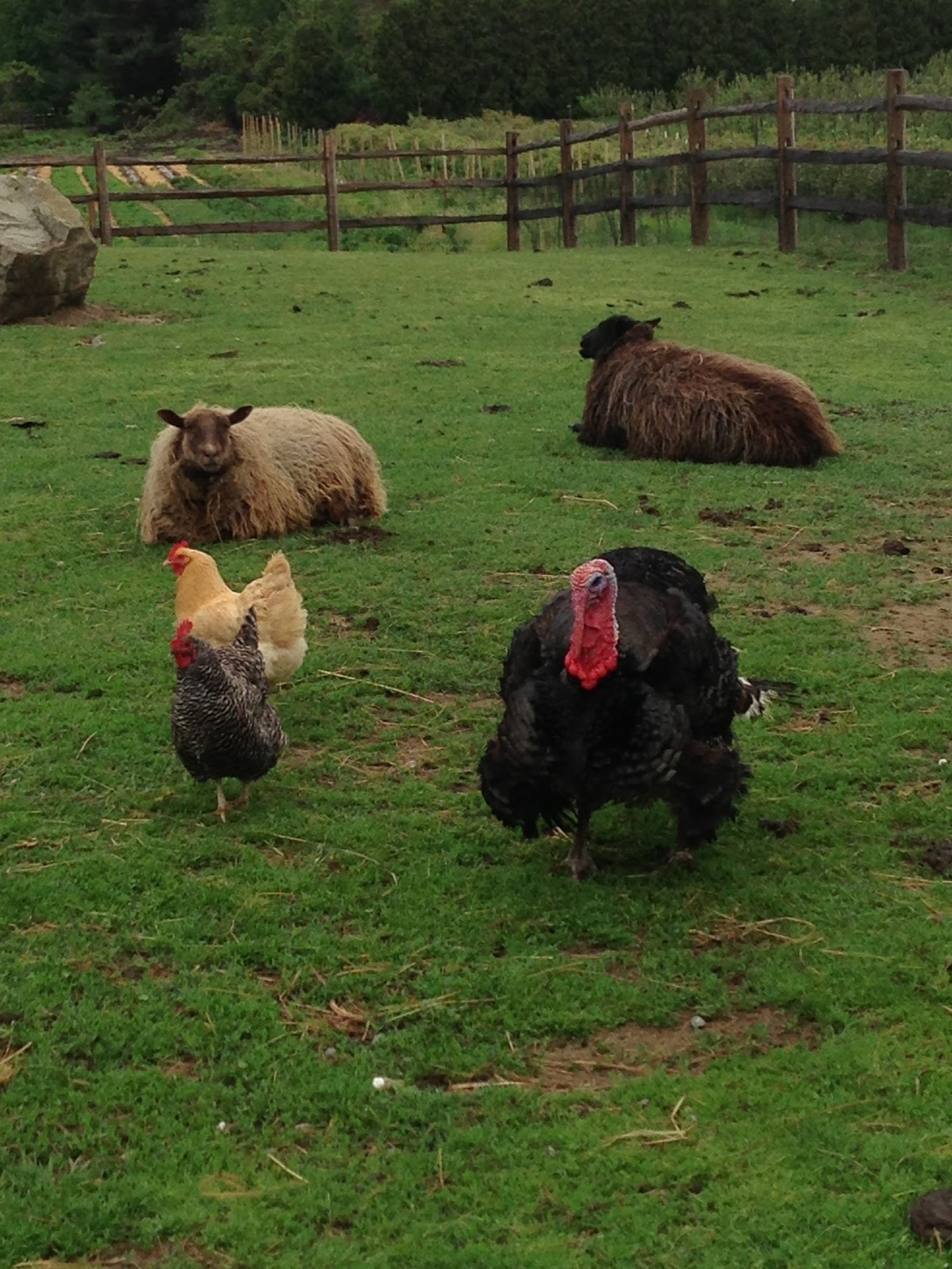 Happy Chickens Lay Healthy Eggs The farm happychickens