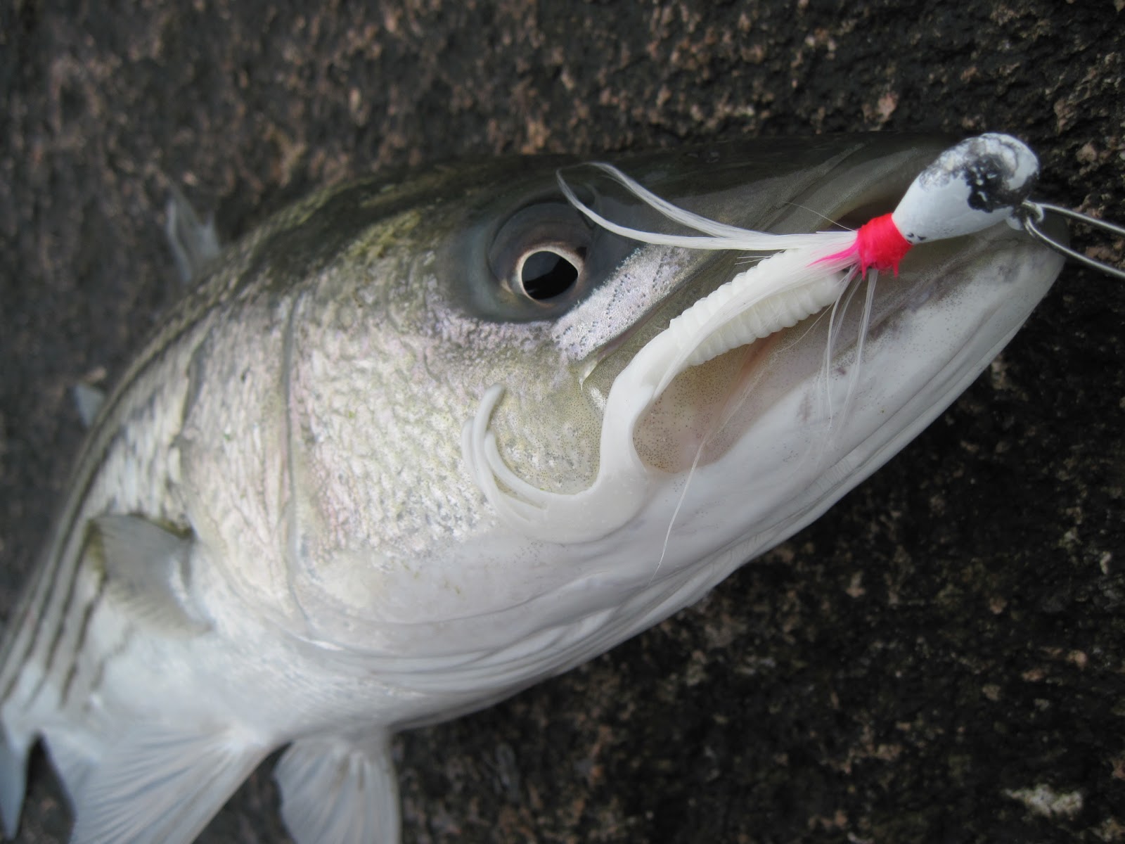Rhode Island Striped Bass: Bucktail Jig, My Ace in the Hole