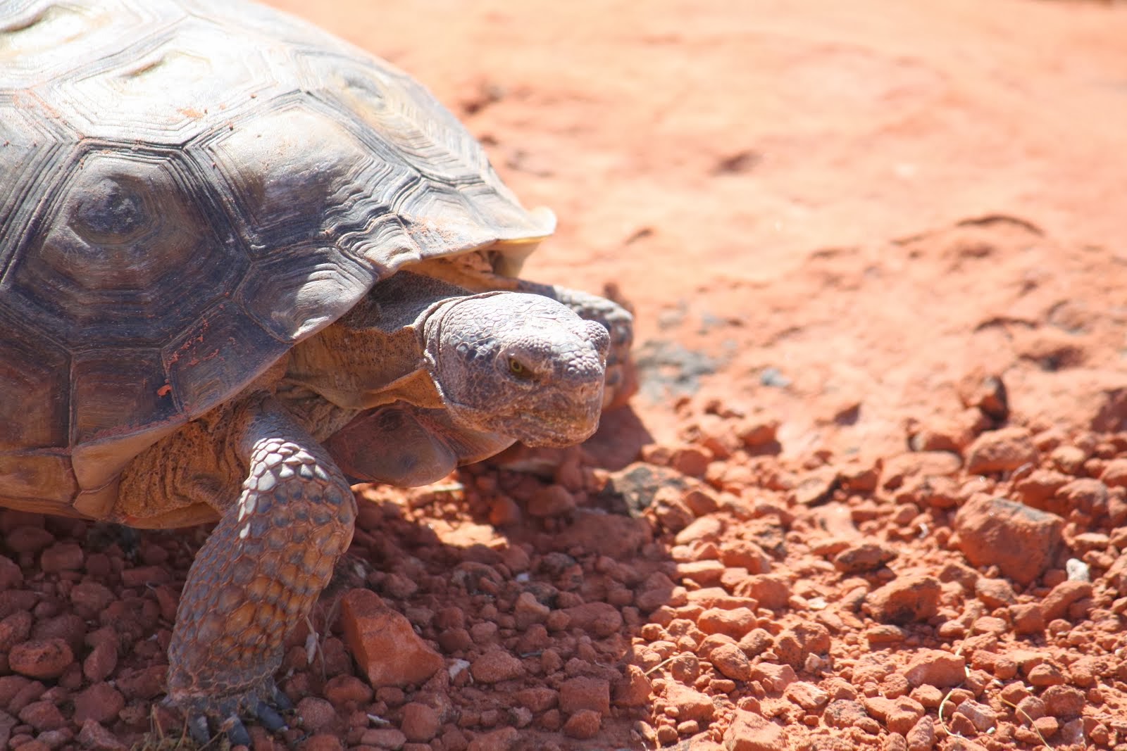 Desert Tortoise