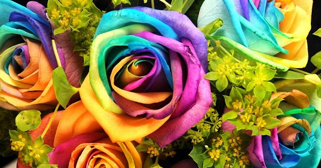 Bunga Tercantik Di Dunia Rainbow Roses