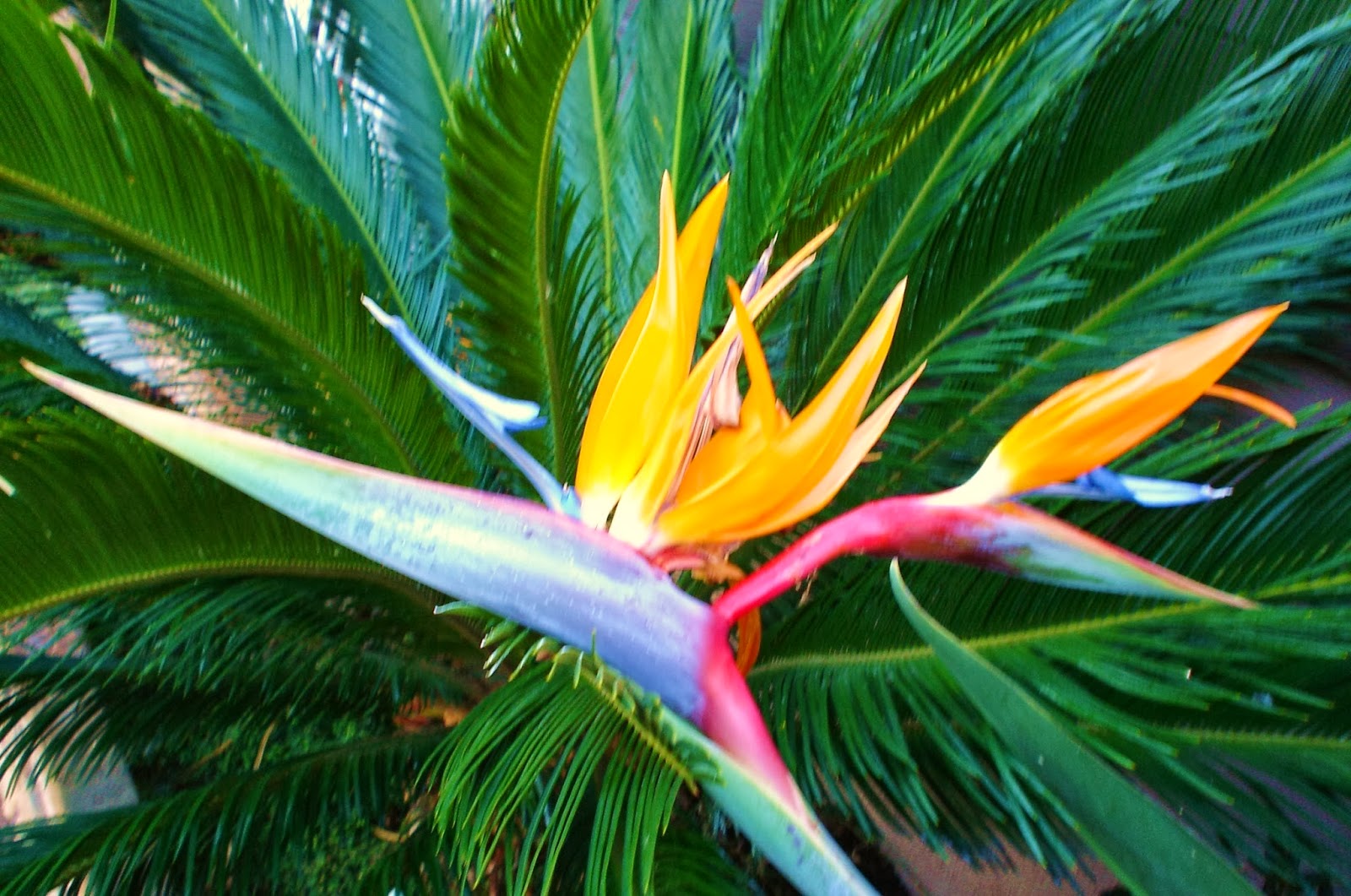 Beautiful Wallpapers for Desktop: Bird of Paradise wallpapers hd