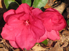 Azalea Blossom