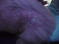 Hair shafts with ringworm glow green! Ringworm glowing green under black light