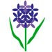 Hyacinth Diary