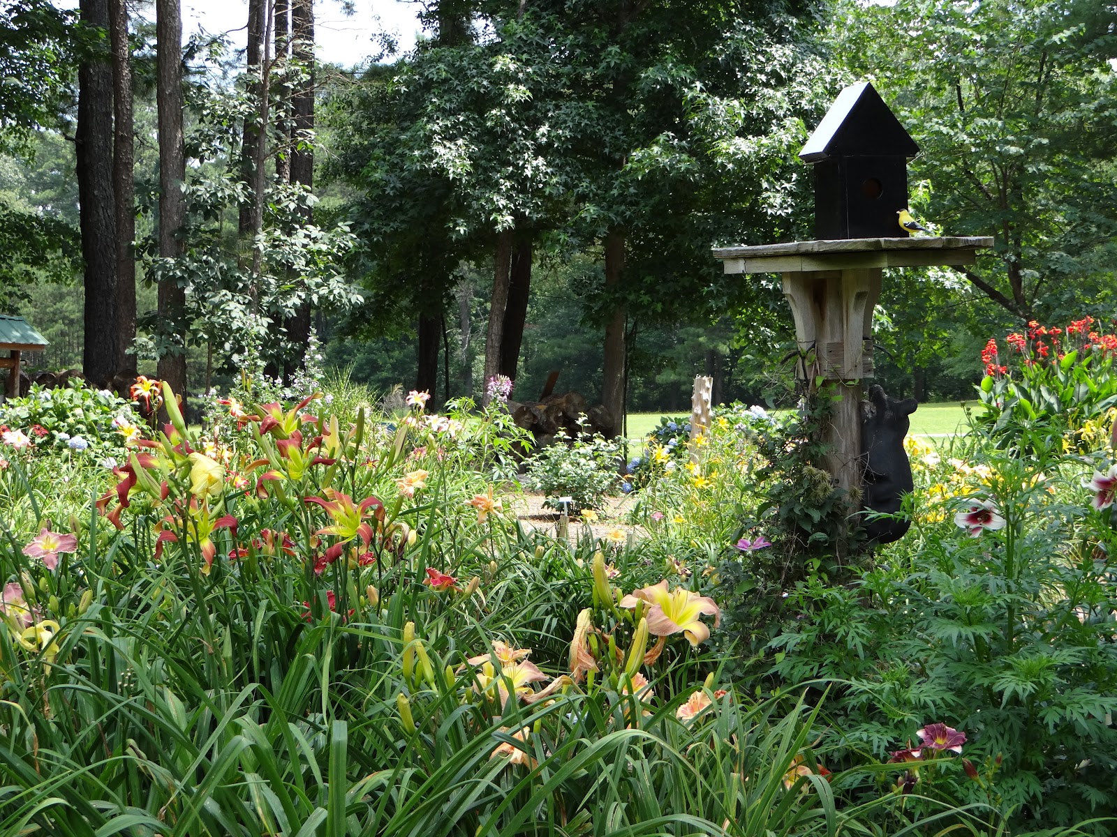 Atlanta Weekend... | Part One: Kennesaw Mountain Daylilies | a girl and