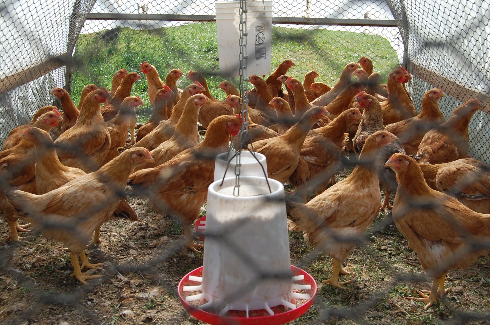 Riverdog Farm CSA Hogs and Chickens