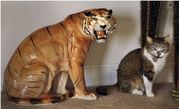 Pada Hemat Saya Anak Kucing Jadi Harimau