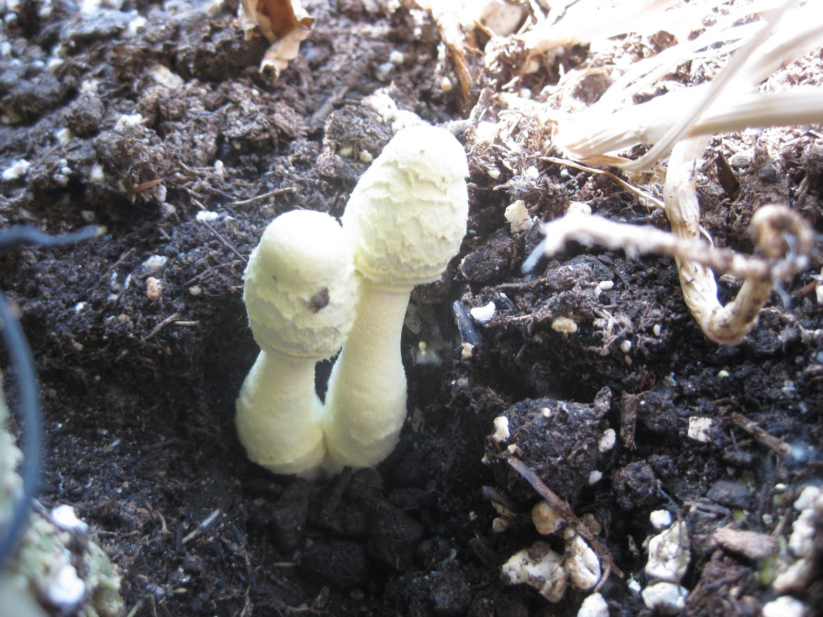 Icky Neon Green Mushrooms in my Tomato Plants Indoor Gardening My