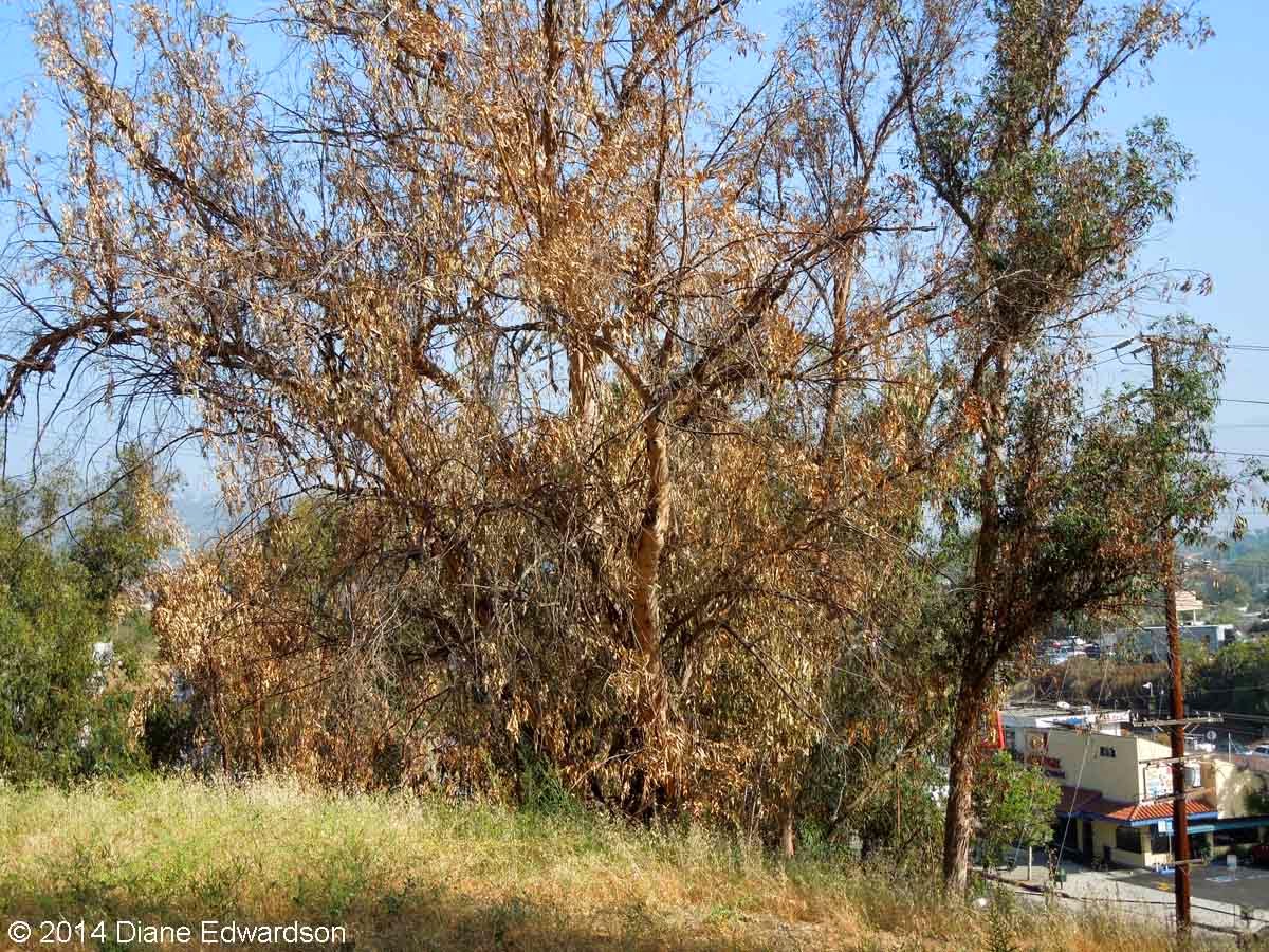 Corralitas Red Car Property Red Car Property Dead & Dying Eucalyptus