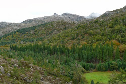 Mata de Albergaria, Gerês