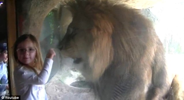 Celebrity News Update Now That S A Claws Encounter Moment A Brave Girl 3 Faces Down Angry Lion Lashing Out Inches From Her Face Celebrity News Update Now That S A Claws Encounter Moment A Brave Girl 3 Faces Down Angry Lion Lashing Out Inches From Her Face