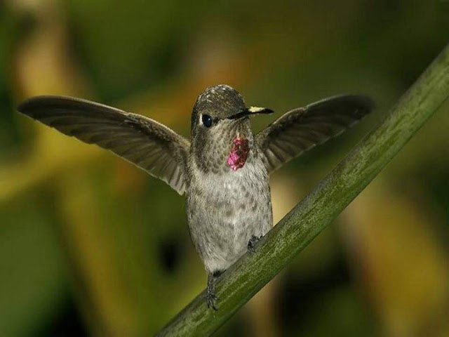 Colorful Birds - Beautiful Collection Seen On www.coolpicturegallery.us