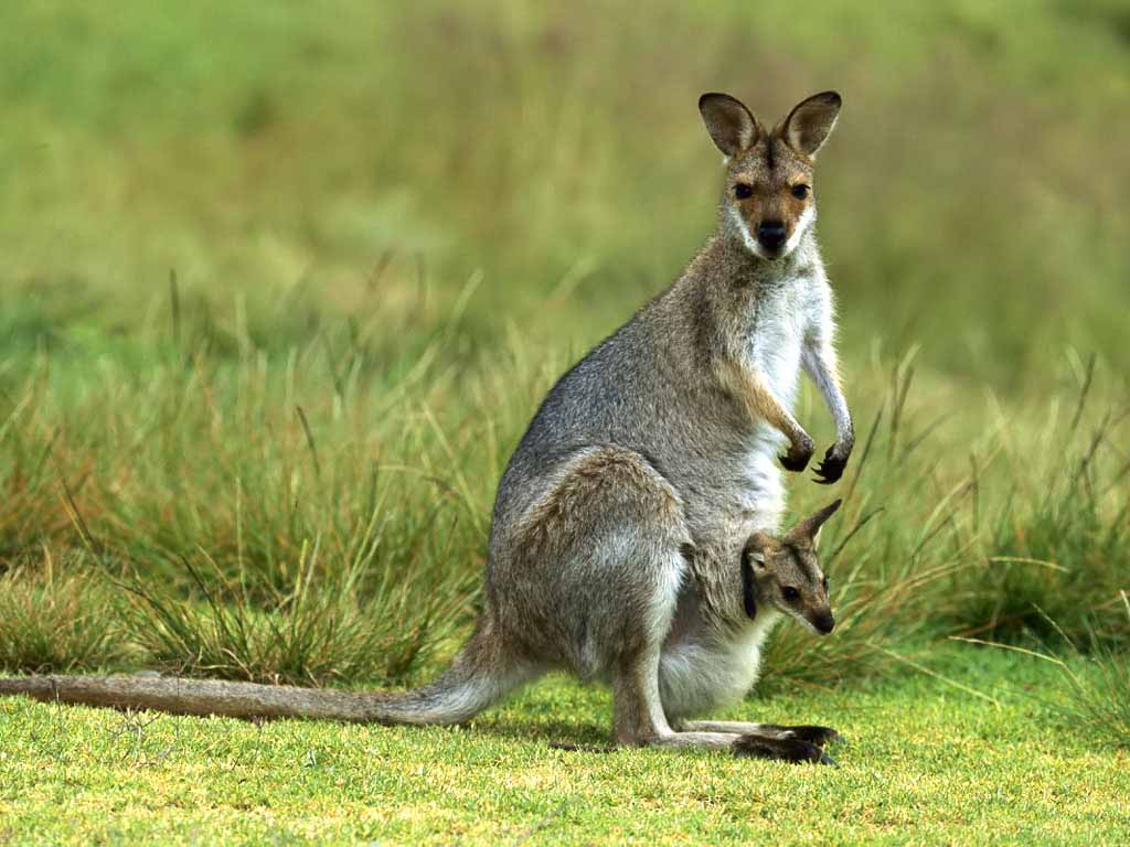 HD Wallpapers: Kangaroo Desktop Wallpapers