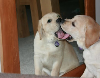 Funny Dog Looking In Mirror