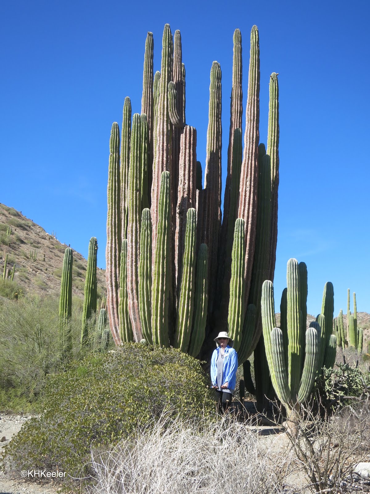 A Wandering Botanist Visiting Baja California—Amazing Plants