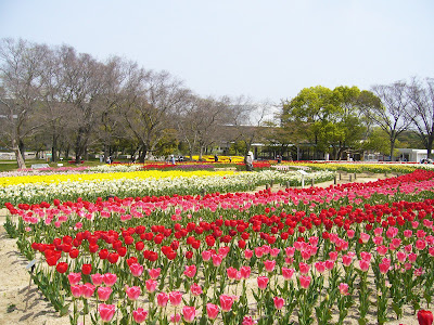 万博公園・チューリップフェスタ