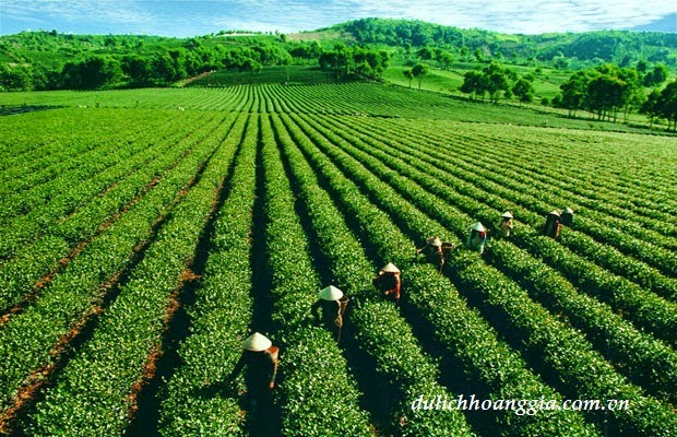 [Image: doi+che+2.jpg]