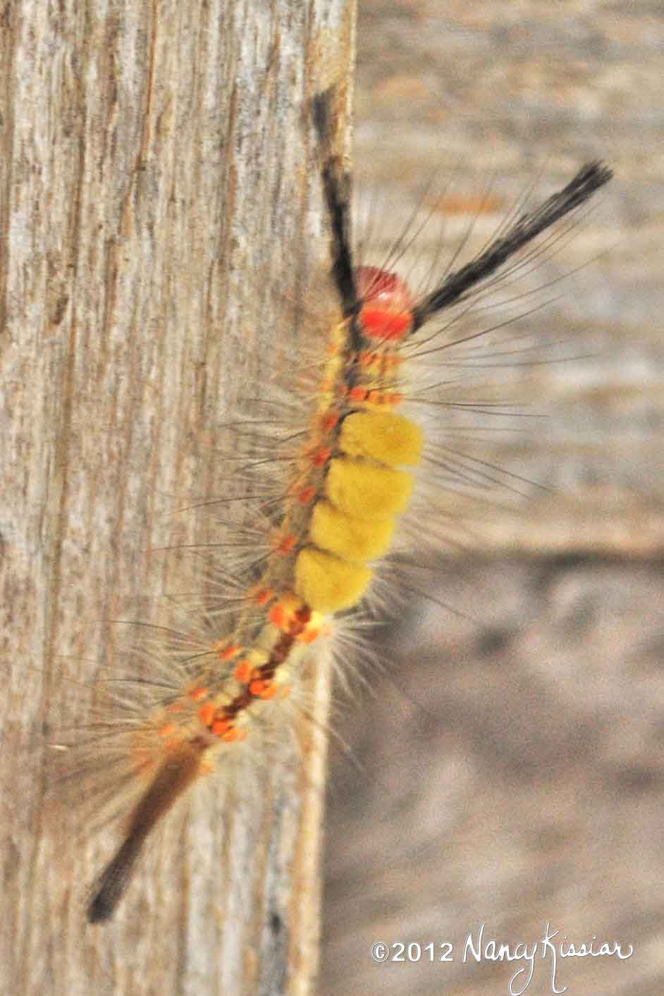 Wild About Texas The Heb Lodge At Rockport Invaded By Wooly Worms