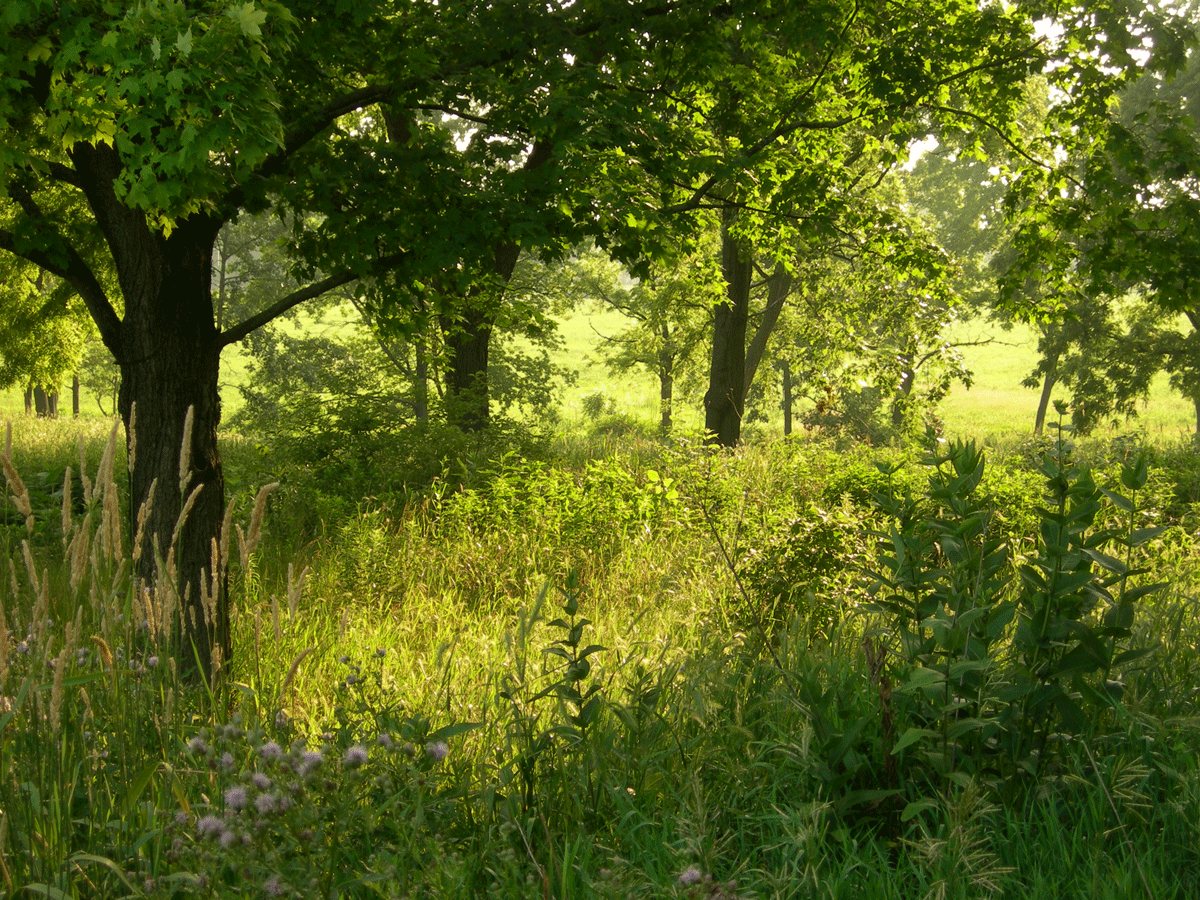 Natura Dictionar de epitete online  diane.ro