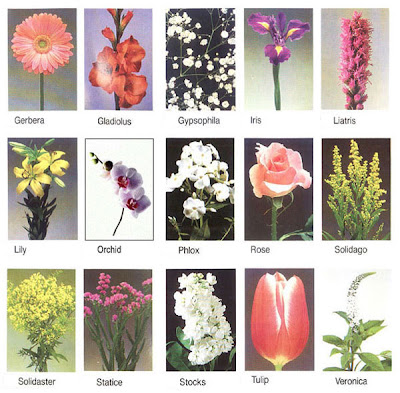 names flowers flower types different lovers flores general