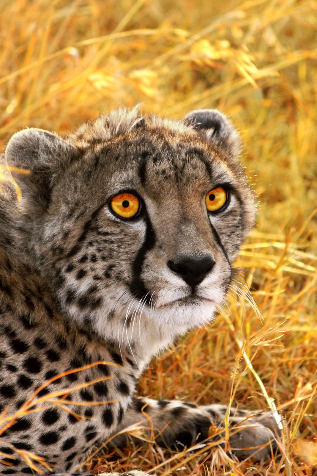 The Spotted Canvas: Yellow Cheetah Background