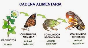 cadenas alimenticias relaciones interespecificas el suelo y sus irregularidades cadenas alimenticias relaciones interespecificas el suelo y sus irregularidades
