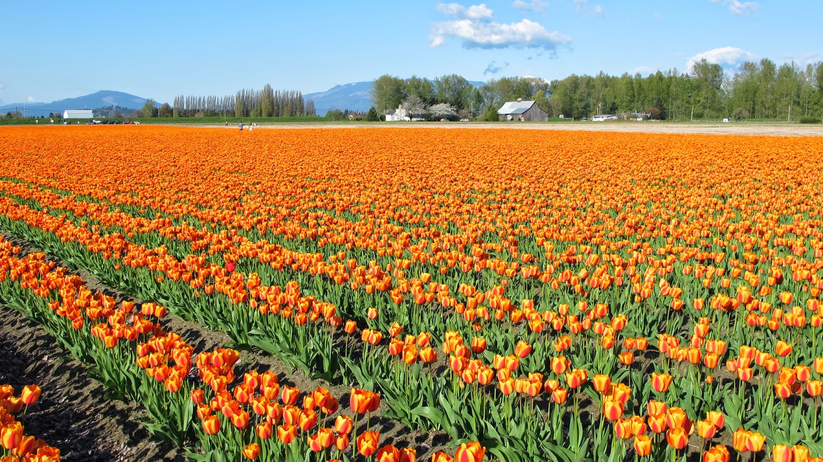 Nautical by Nature | Pacific Northwest Trip | Skagit Valley Tulip Festival