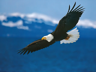 eagle hawk animal wallpaper bird
