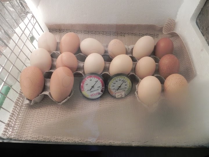 Freckled Citizen Chicken Watch Eggs on Lockdown!