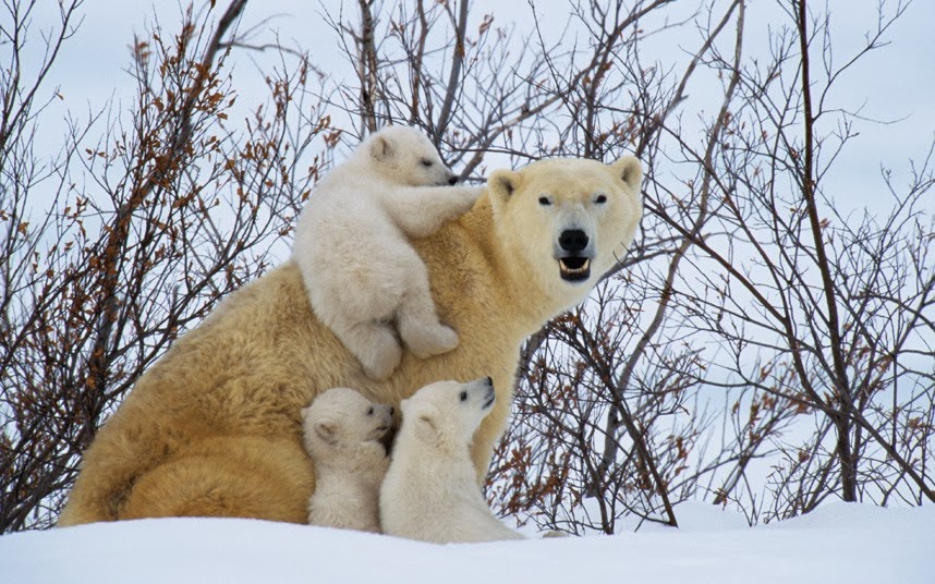 polar bears