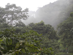 The beautiful  mountains covered in mist and lush deciduous vegetation.