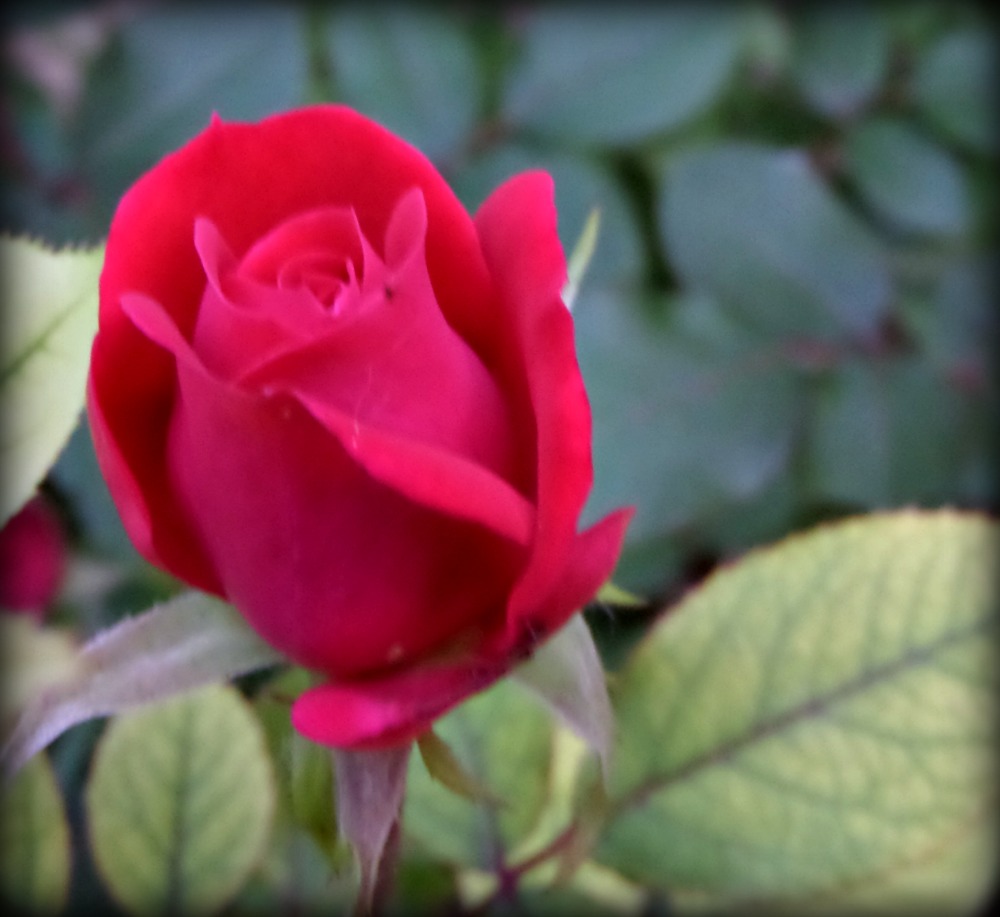 5 Tips For Growing 3 New Fragrant David Austin Roses In Your Garden