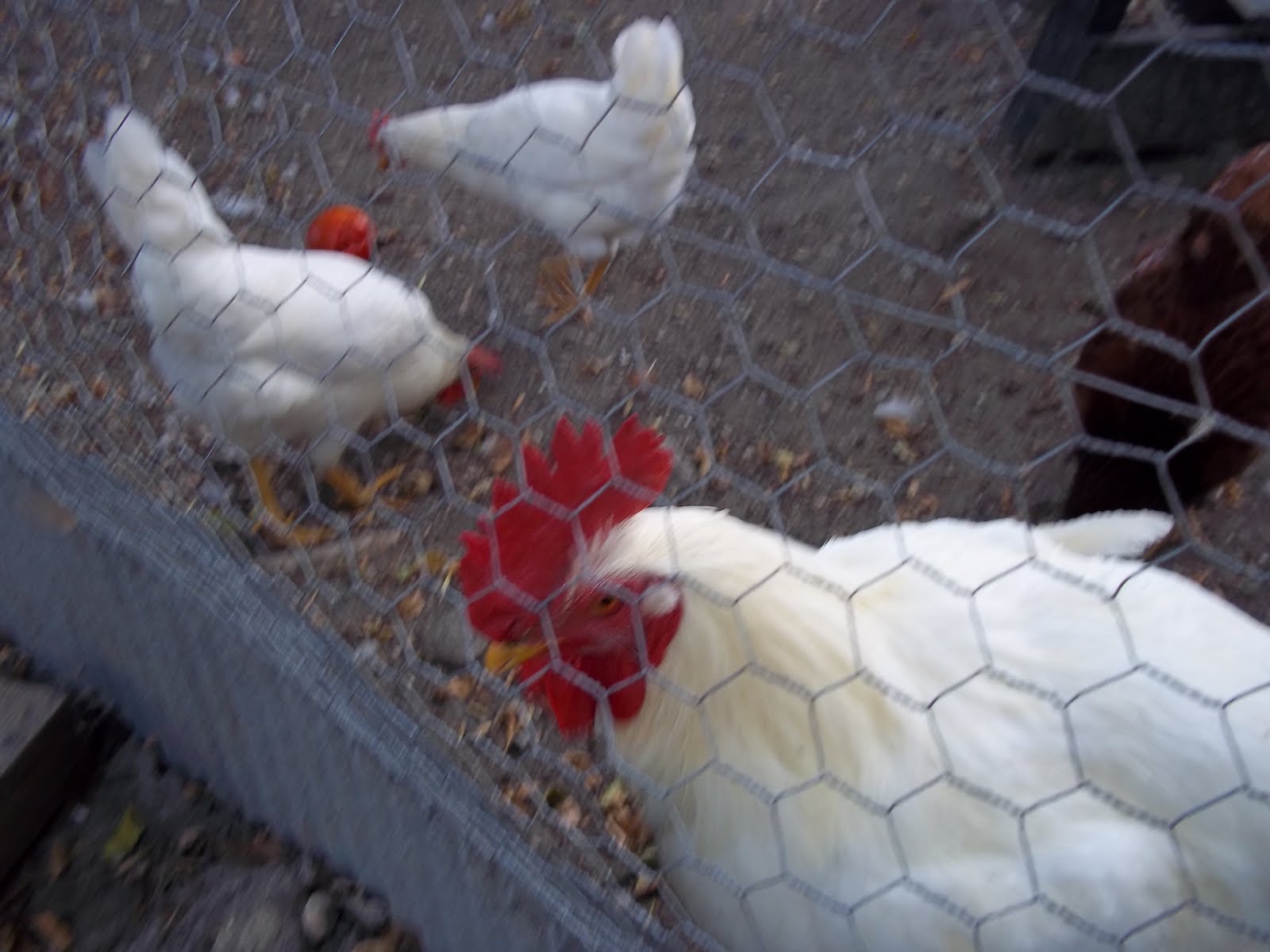 Reaping The Tomato Harvest And Keeping The Chickens At Bay Marilyn's Way