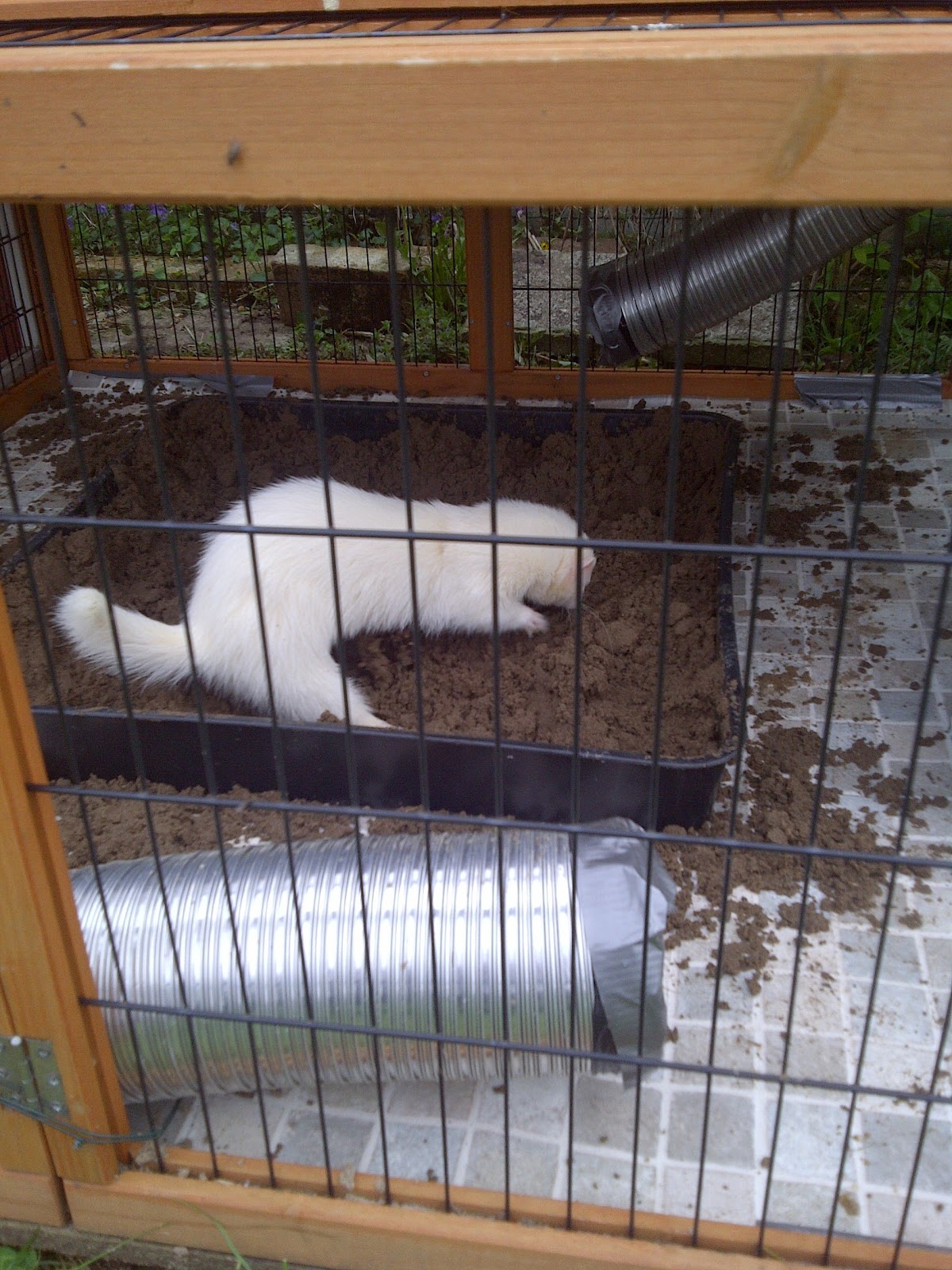 Ferret Dook Dig boxes.
