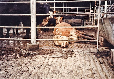 dead cow, dairy farm, vegan, animal cruelty