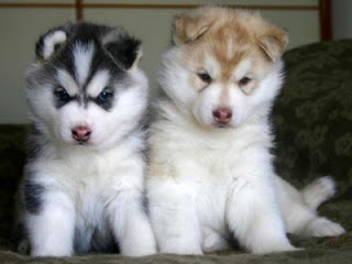 Cute Siberian Husky Puppies
