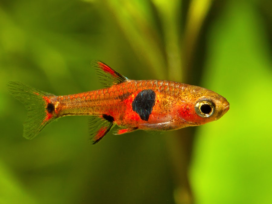 Finatics Tropical Fish The Fish arriving tomorrow;
