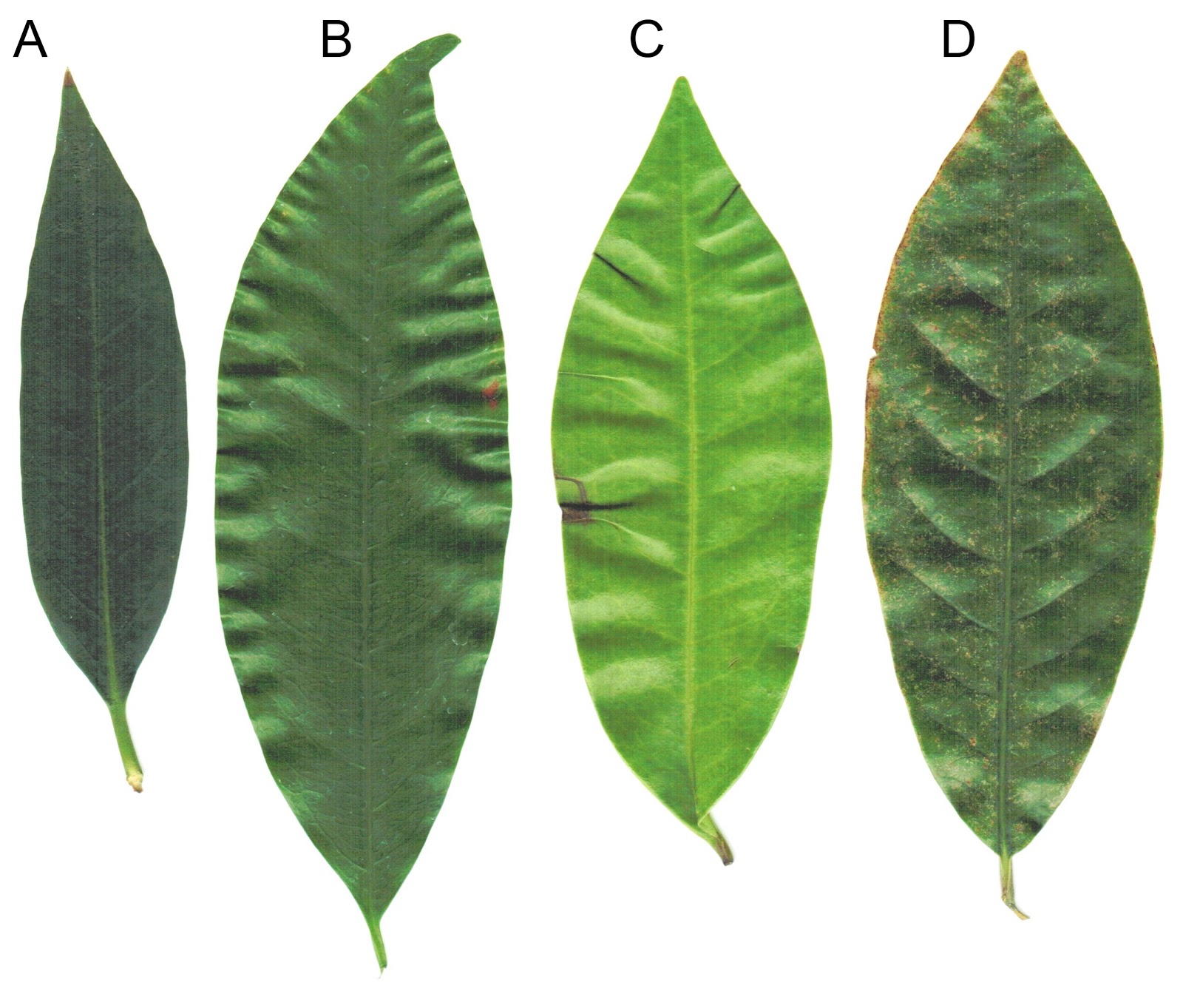Beechwood Landscape Architecture And Construction Spring Glory