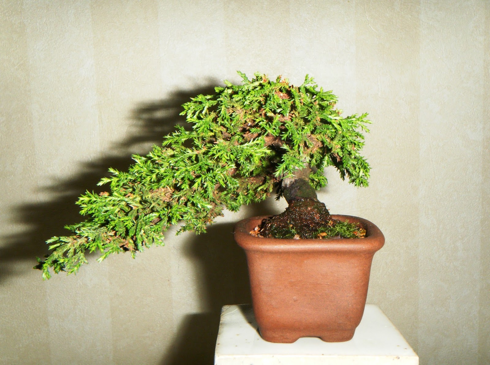 Bonsai in Hoosierland October 2015