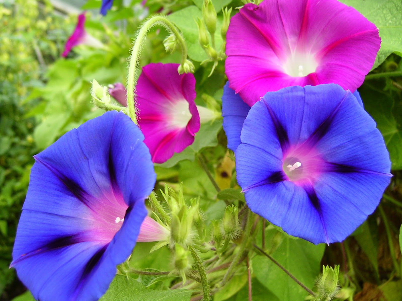 Flower Homes Morning Glory Flowers