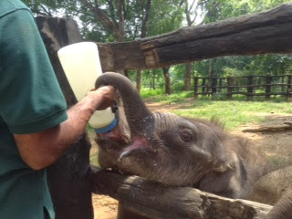 Alle olifantjes krijgen dagelijks minstens twee keer per dag melk te drinken in het opvanghuis.