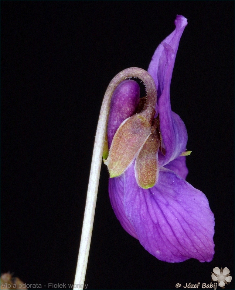 Viola odorata - Fiołek wonny