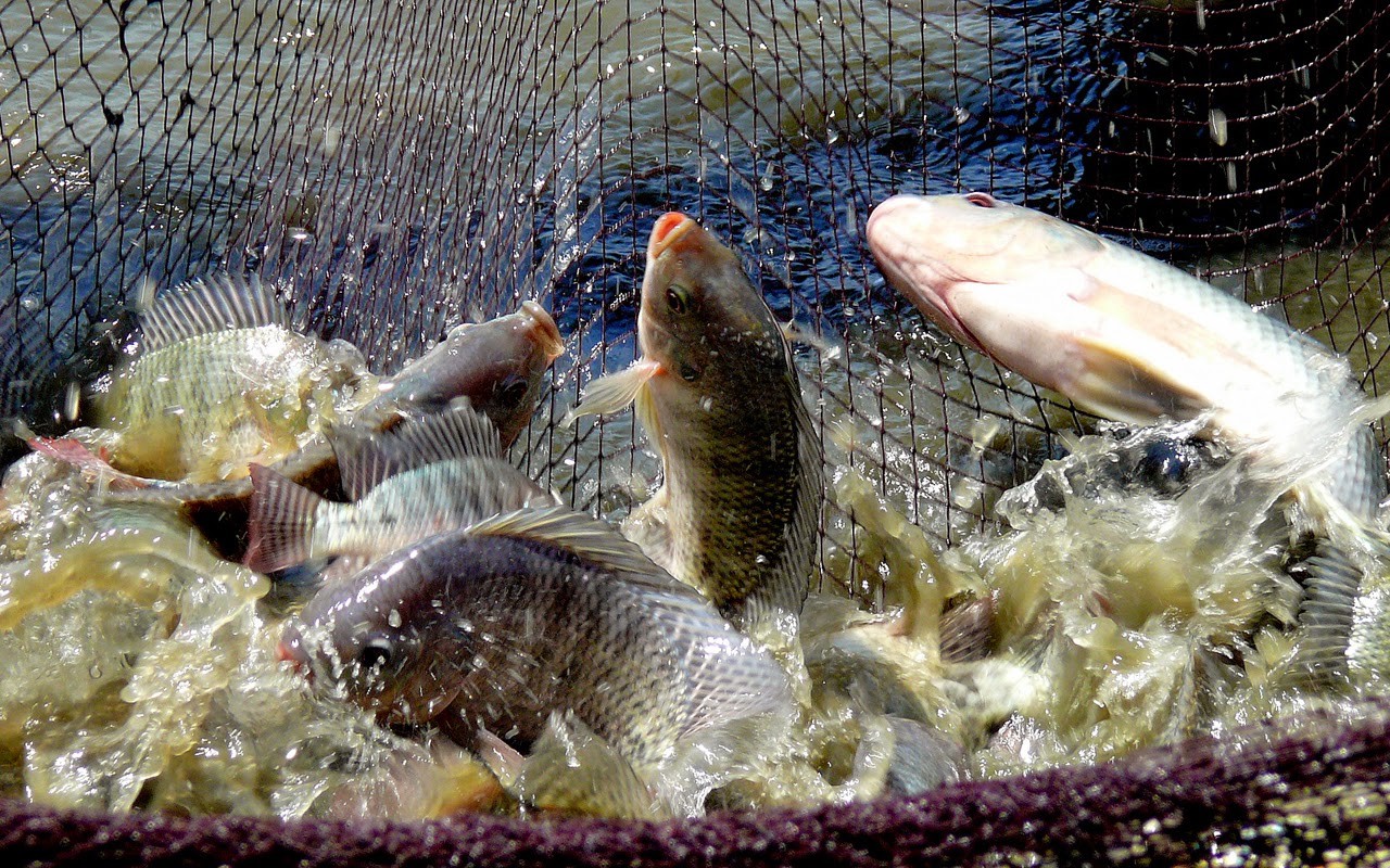 Tilapia or Catfish farming can be done Zimbabwe Farming