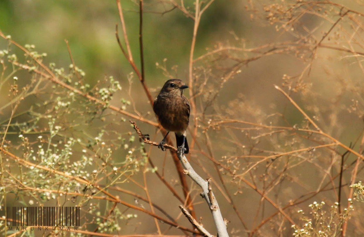 Pied Bush Chat (Saxicola caprata) - Female