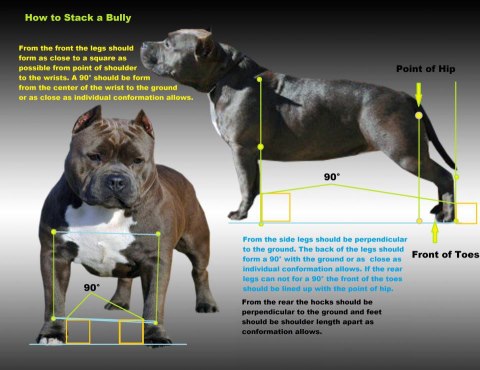 novacain kennels 2012