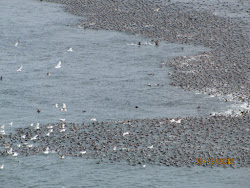 Huge rafts during Herring spawn