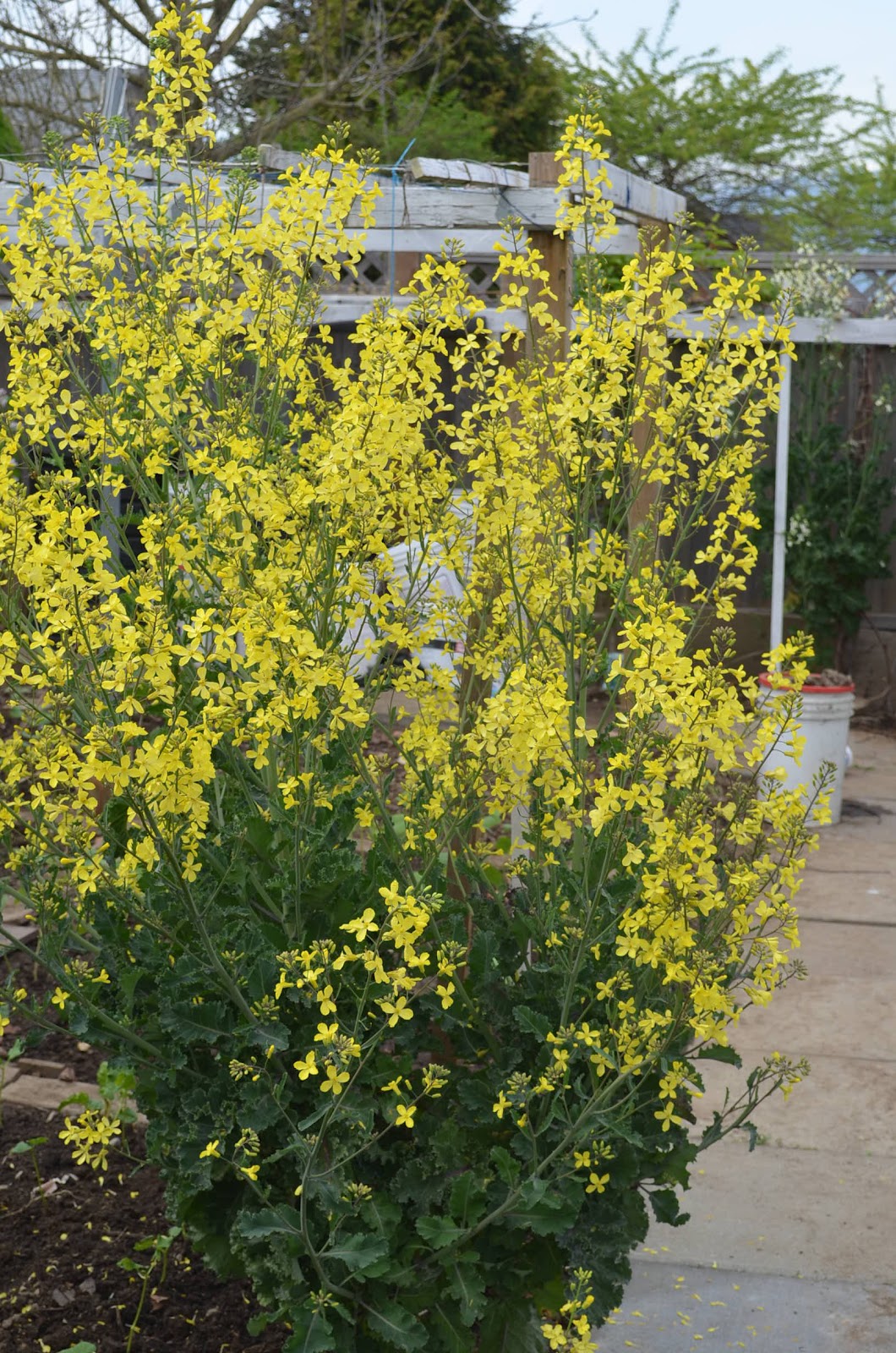 Kale the king of leafy vegetables, the superfood of