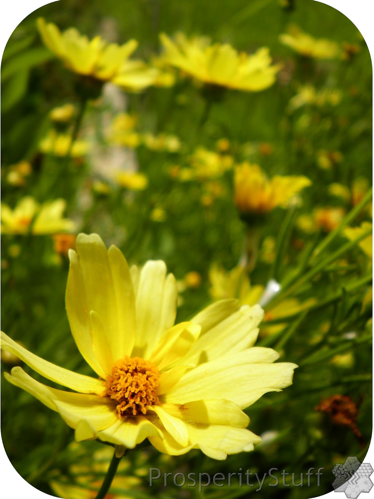 flower yellow perennial
