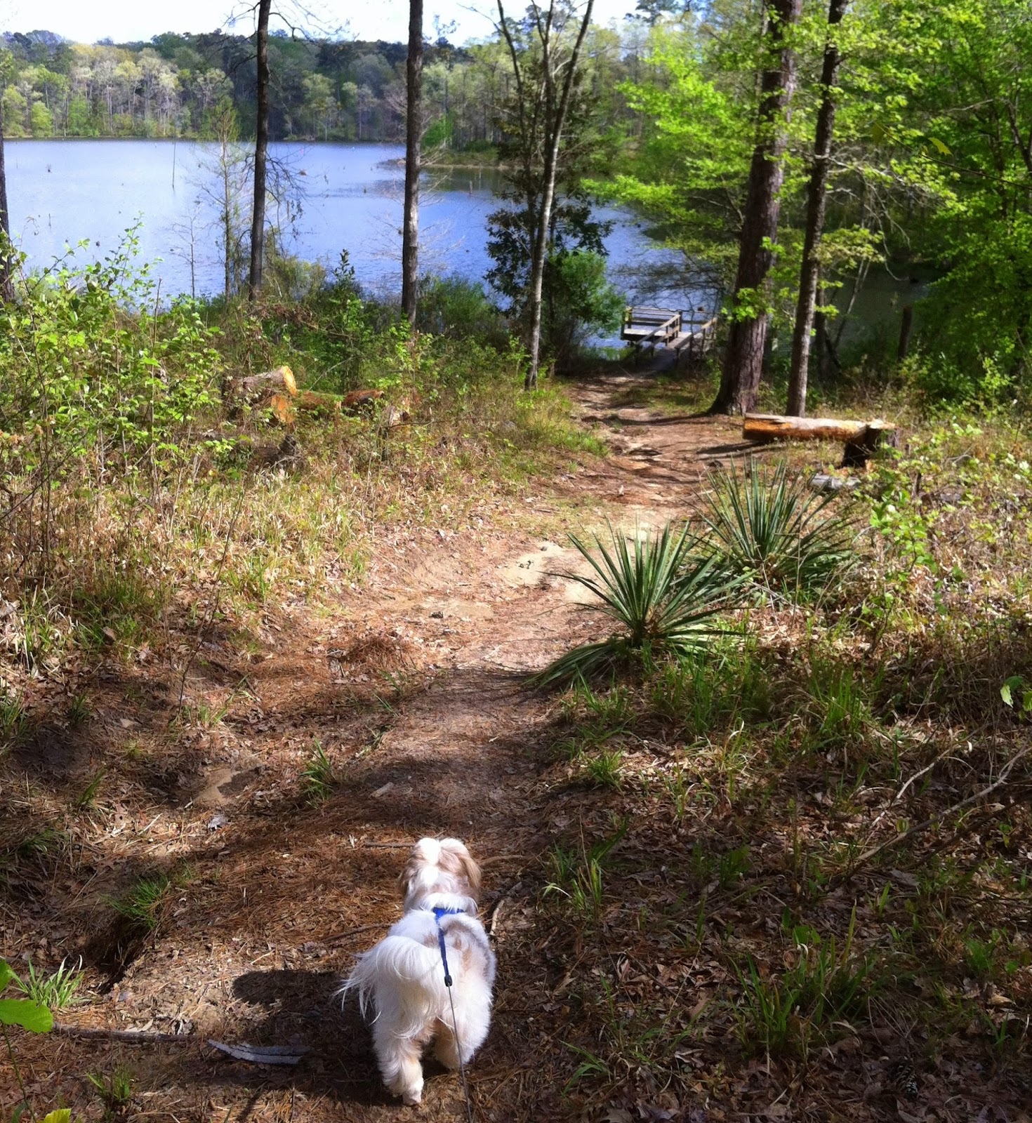 The Gypsy Boho Freedom Express KISATCHIE NATIONAL FOREST KINCAID